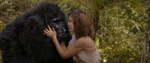 gorilla3_large